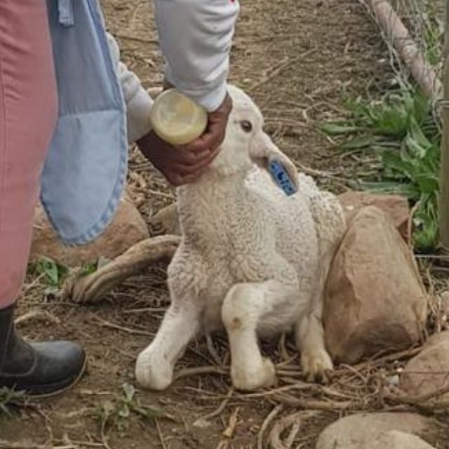 Feed the Animals