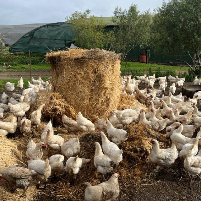 Collect Fresh Eggs